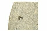 Detailed Fossil March Fly (Plecia) - Wyoming #245667-1